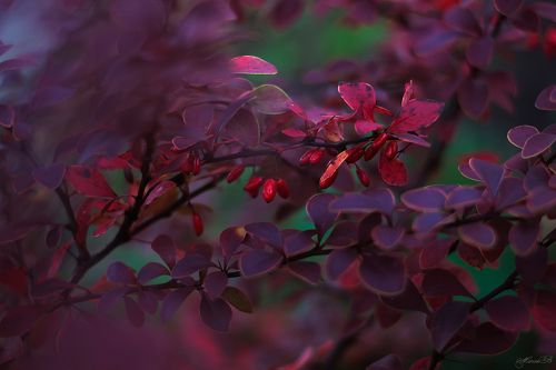 Осень цвета барбариса