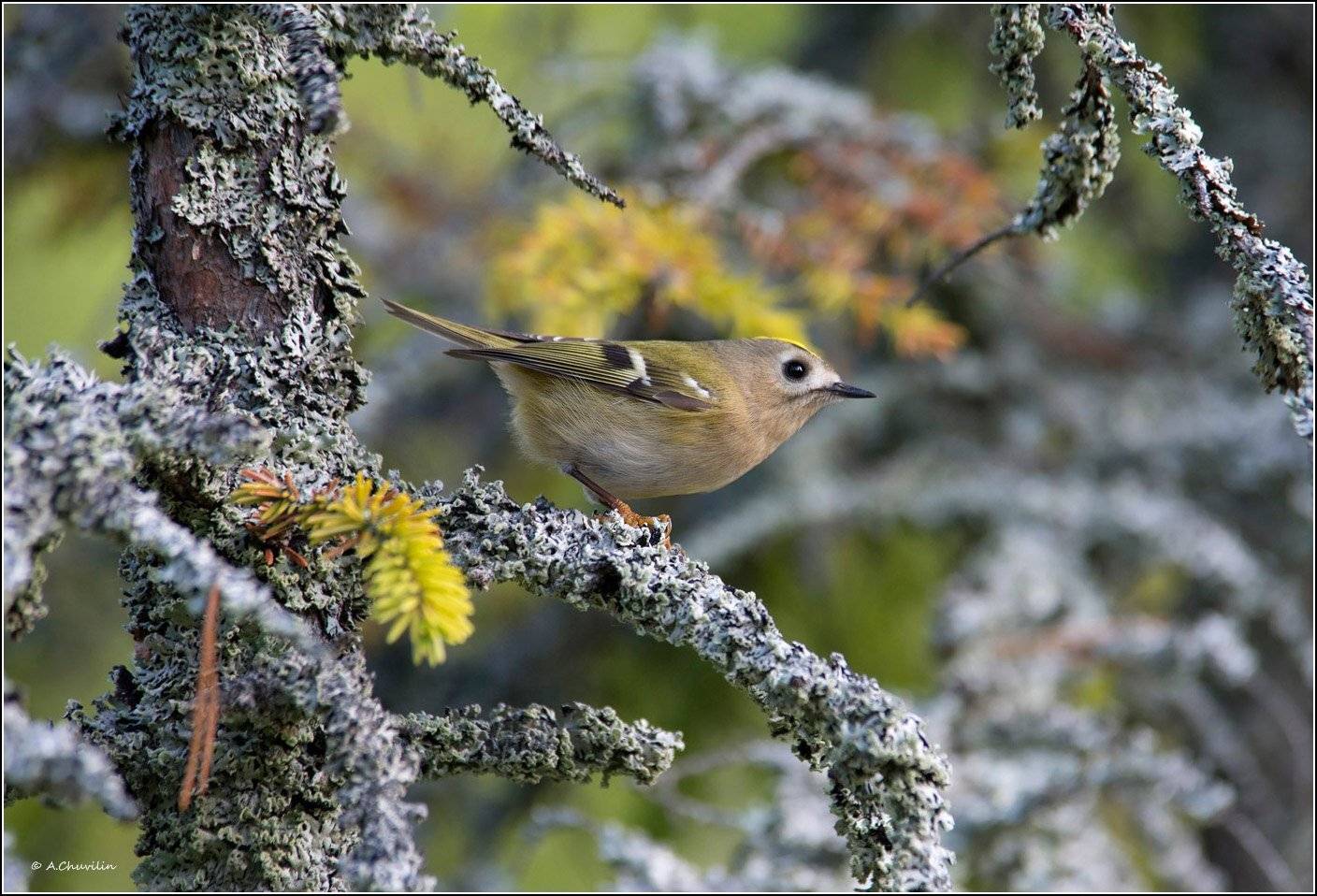 королёк,желтоголовый,птица,сказочный,лес, Александр Чувилин