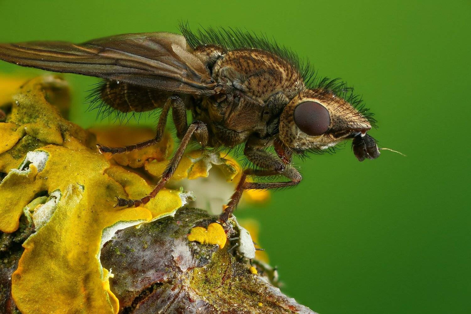 муха макро природа зеленый цвет , Андрей Шаповалов