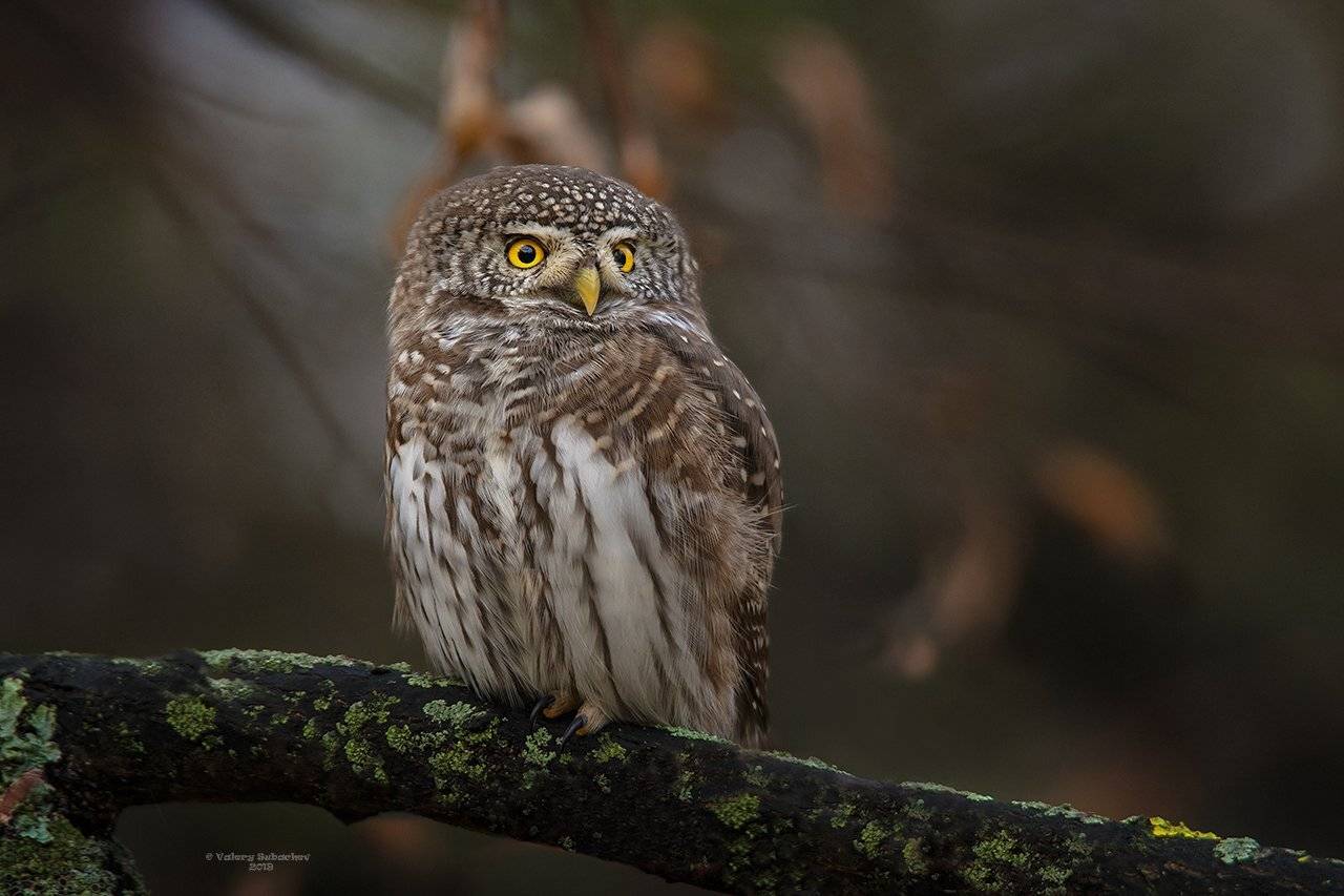 , Валерий Субачев