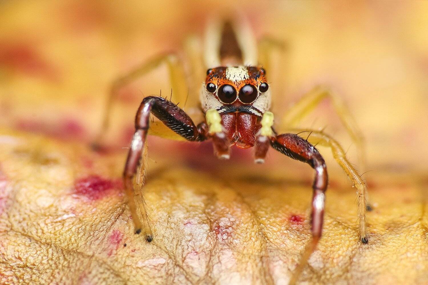 Spider, macro, insect, nature, natural, close up, NeCoTi ChonTin