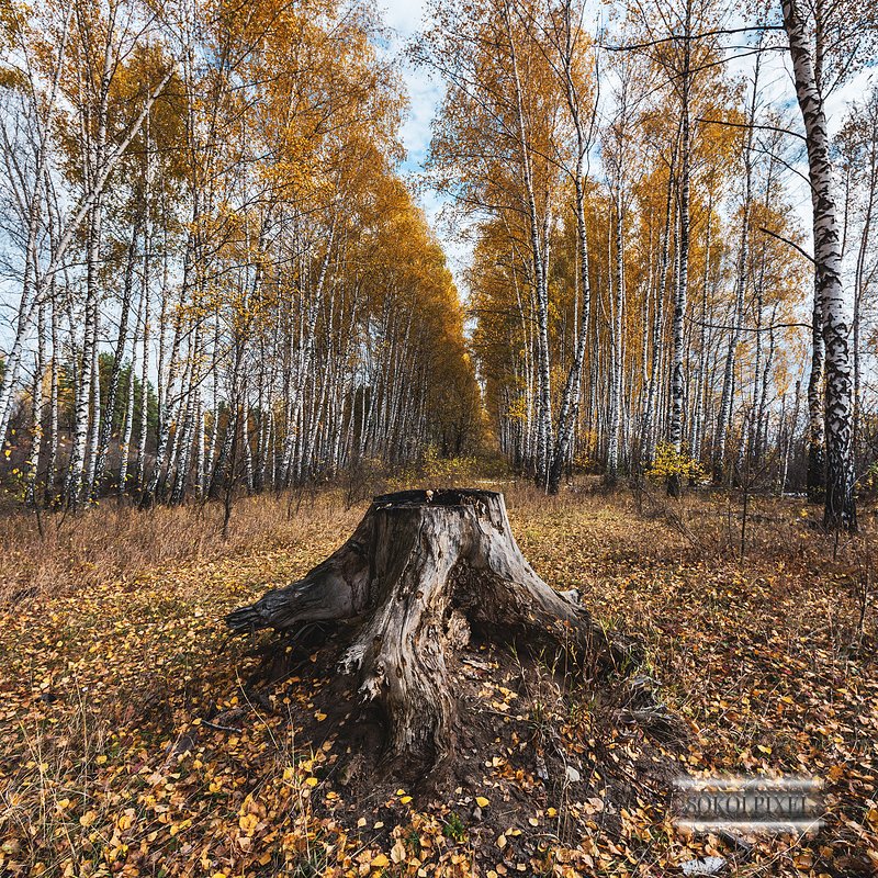 Неожиданная находка в берёзовом лесу фото превью