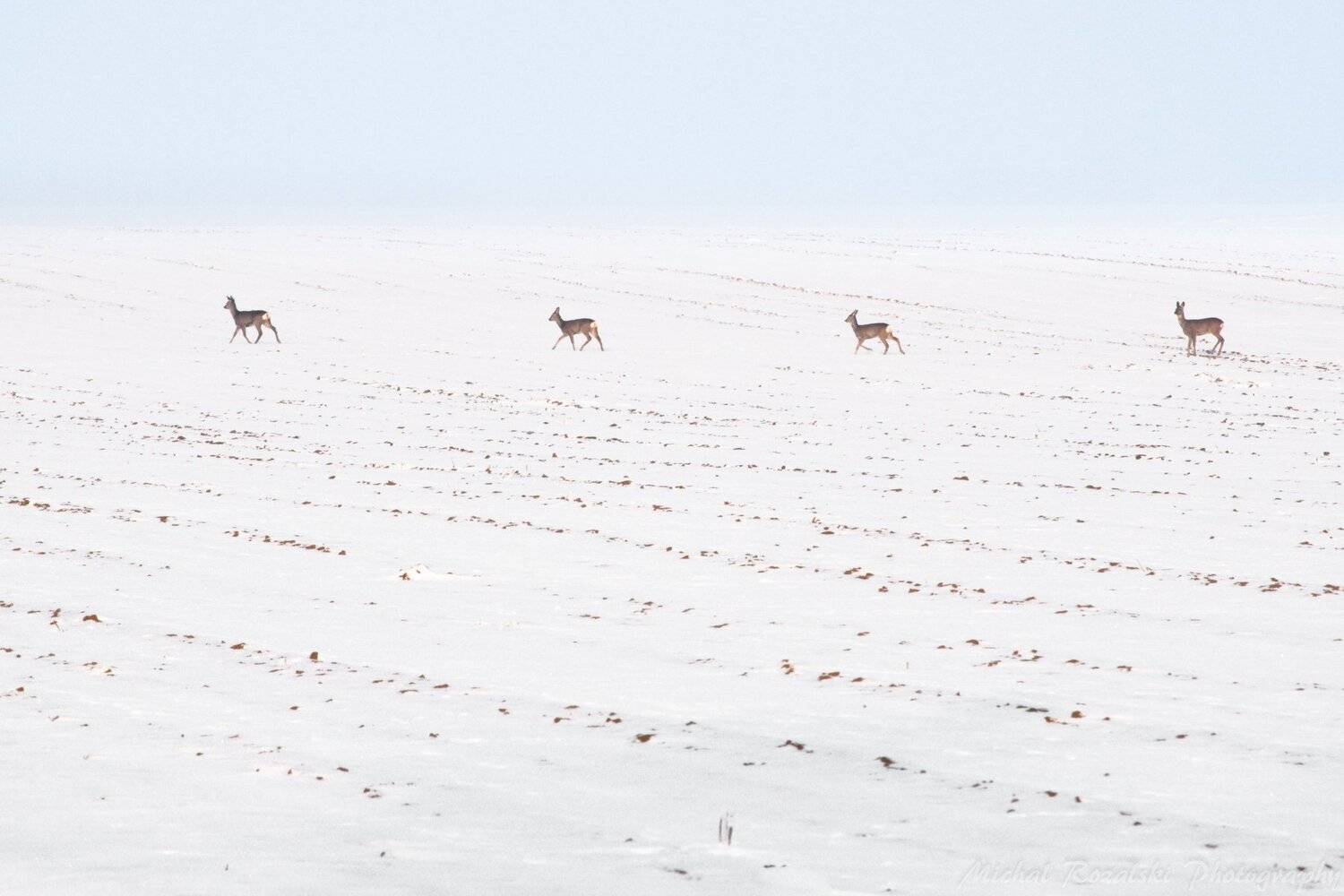 deer, ,winter, ,season, ,fields, ,agriculture, ,white, ,animals, ,snow, ,, Michal Rozalski