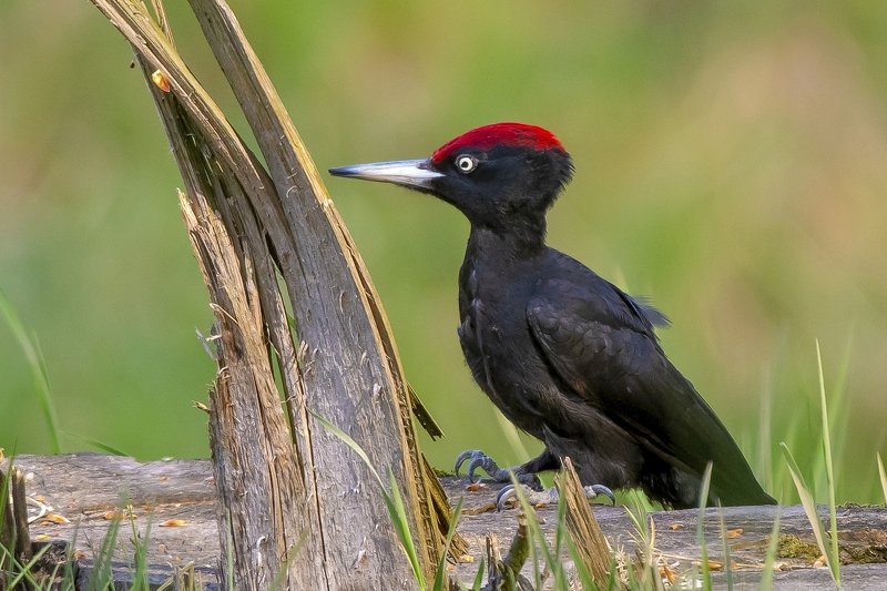 Black woodpecker фото превью