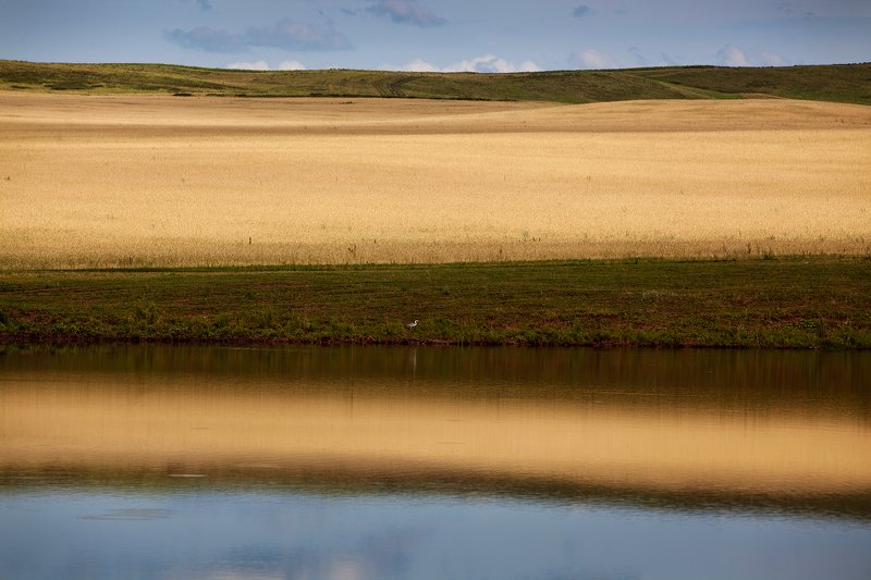 озеро,поле,осень,отражение На озере фото превью