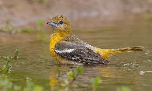 Female Baltimore Oriole. Cамка Балтиморская иволга