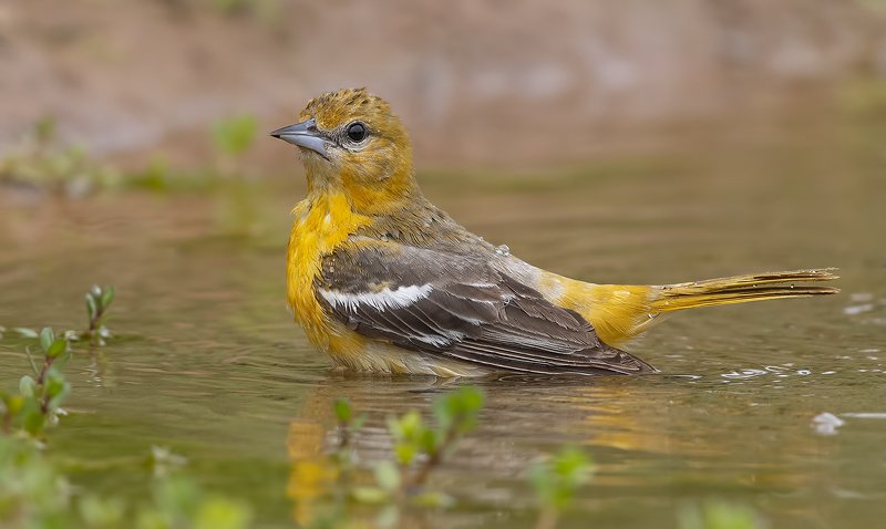 baltimore oriole, oriole, иволга, трупиал, tx, texas Female Baltimore Oriole. Cамка Балтиморская иволга фото превью