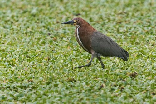 Мраморная тигровая цапля