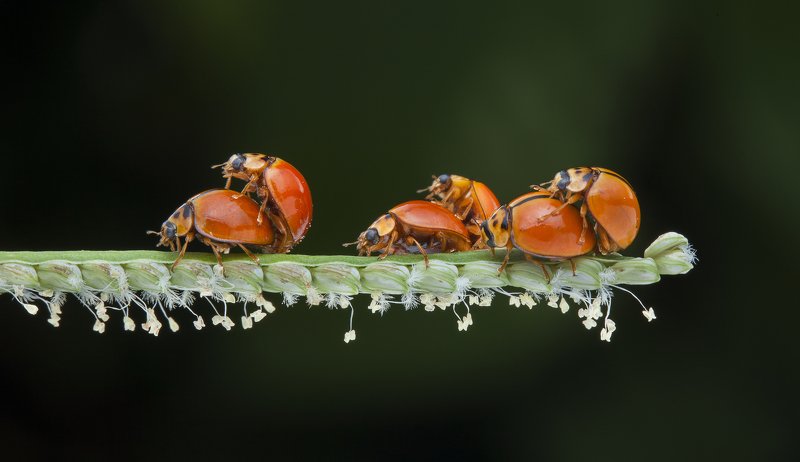 #macro#ladybug#colors#mating Sex Party Of Bugs фото превью