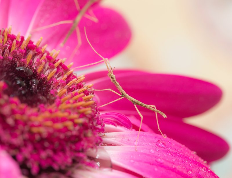 макро, макросъемка, насекомое, палочник, insect, macro, macrophotography Новорожденные палочники фото превью