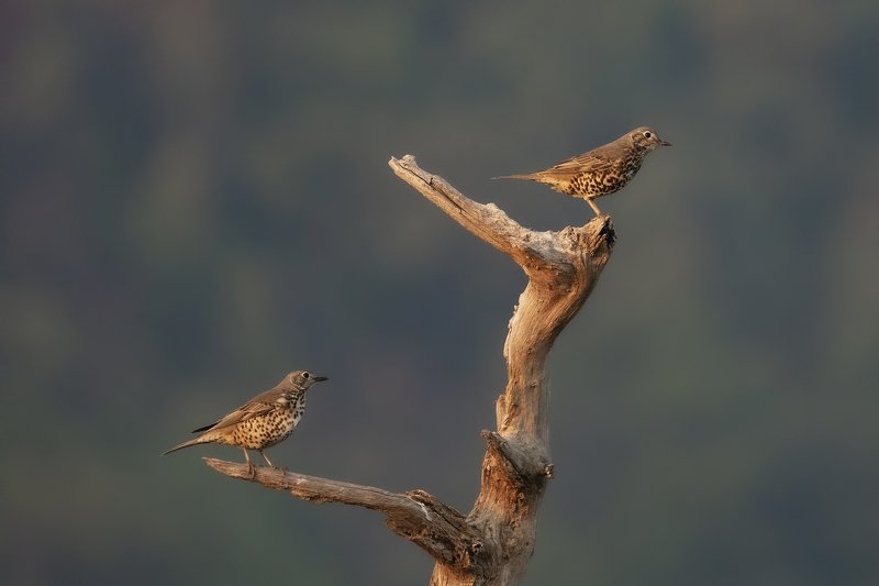 (Turdus viscivorus) фото превью