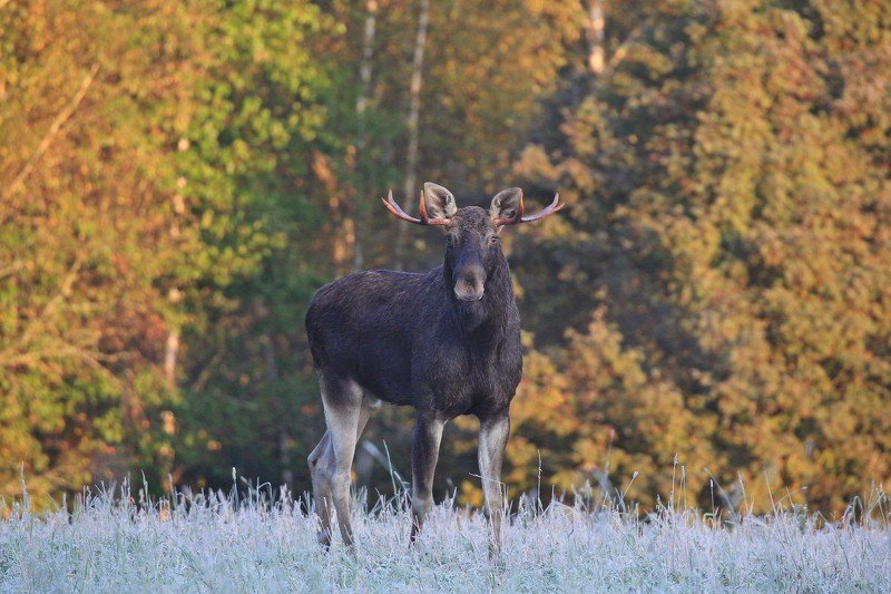 Лось фото превью