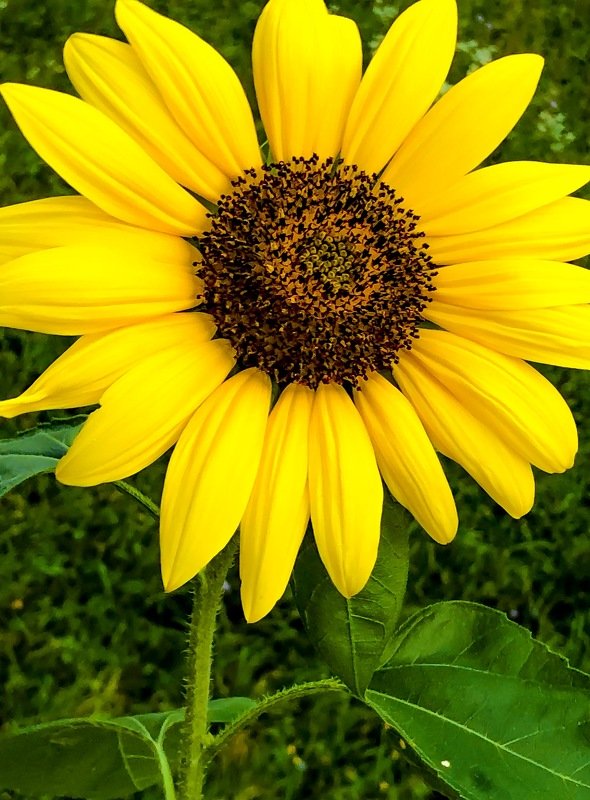 Sunflower  фото превью