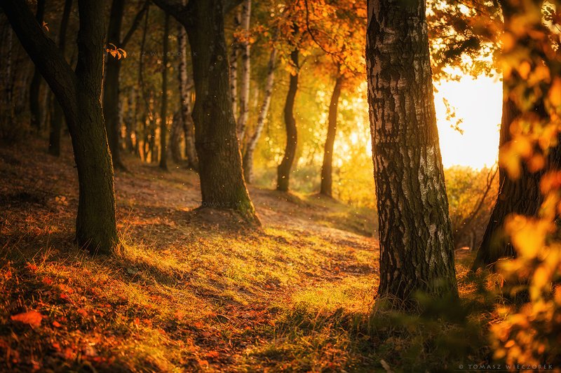 trees, poland, polish, landscape, sunrise, sunset, colours, autumn, awesome, amazing, adventure, travel, beautiful, afternoon, light Light of the autumn фото превью