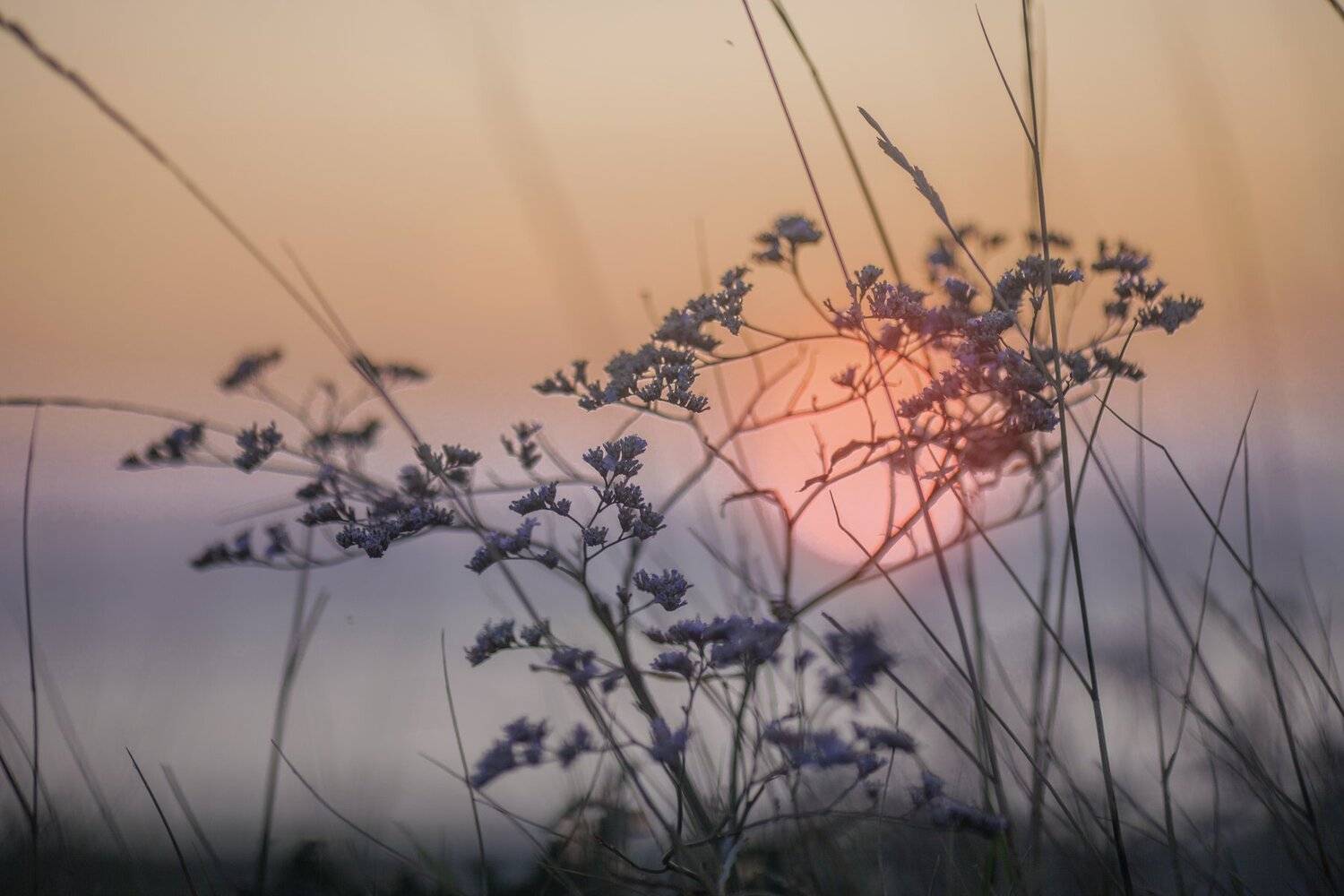 , Румянцева Мария