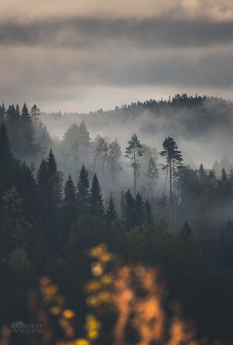 Misty forest