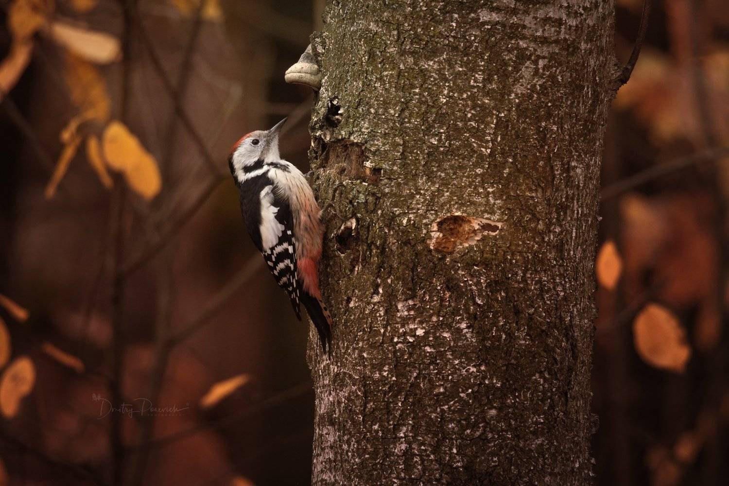 природа, лес, животные, птицы, Дмитрий Посевич