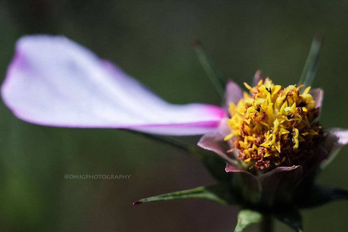 макро, цветы, природа, макромир, макросъёмка, гелиос44_2, осень, солнце, растение, , Дмитрий Гусалов