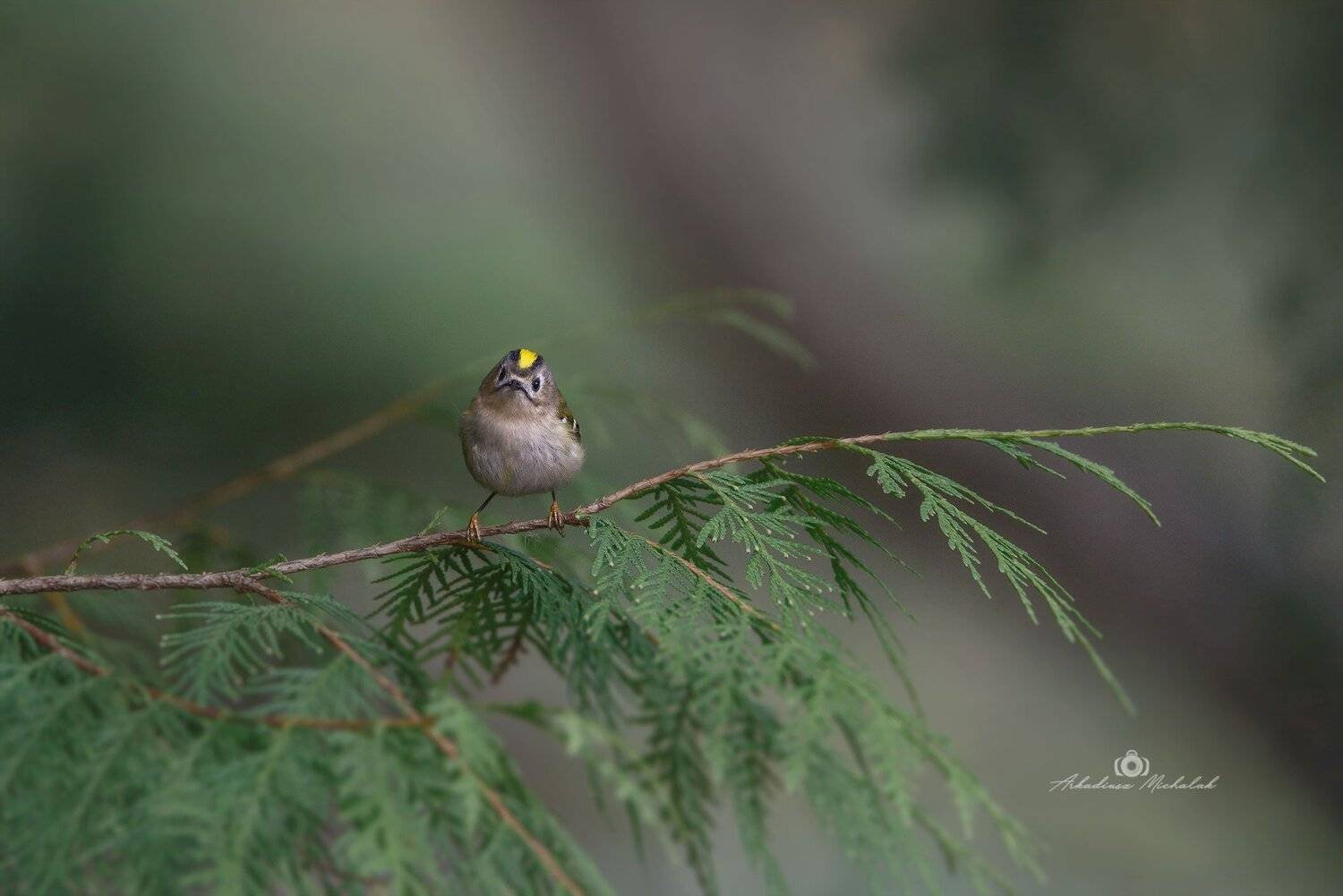 , Arkadiusz Michalak