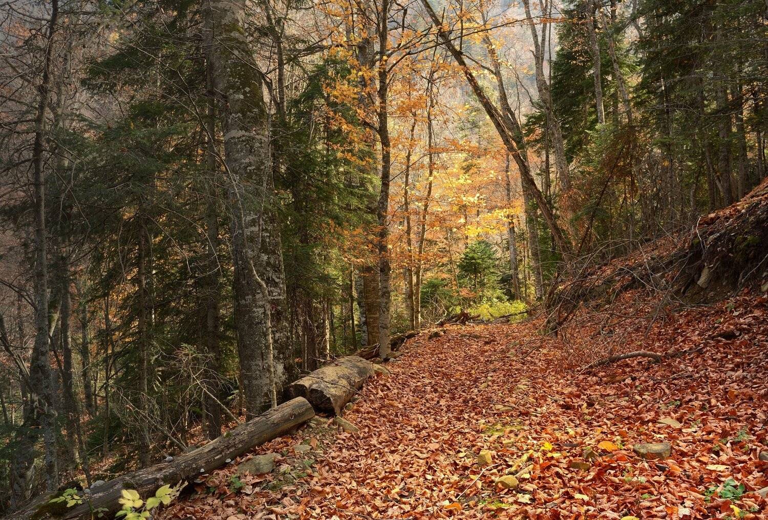 горы кавказ осень лес бук дорога, Александр Жарников
