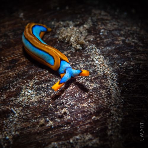 Flatworm on Coconat