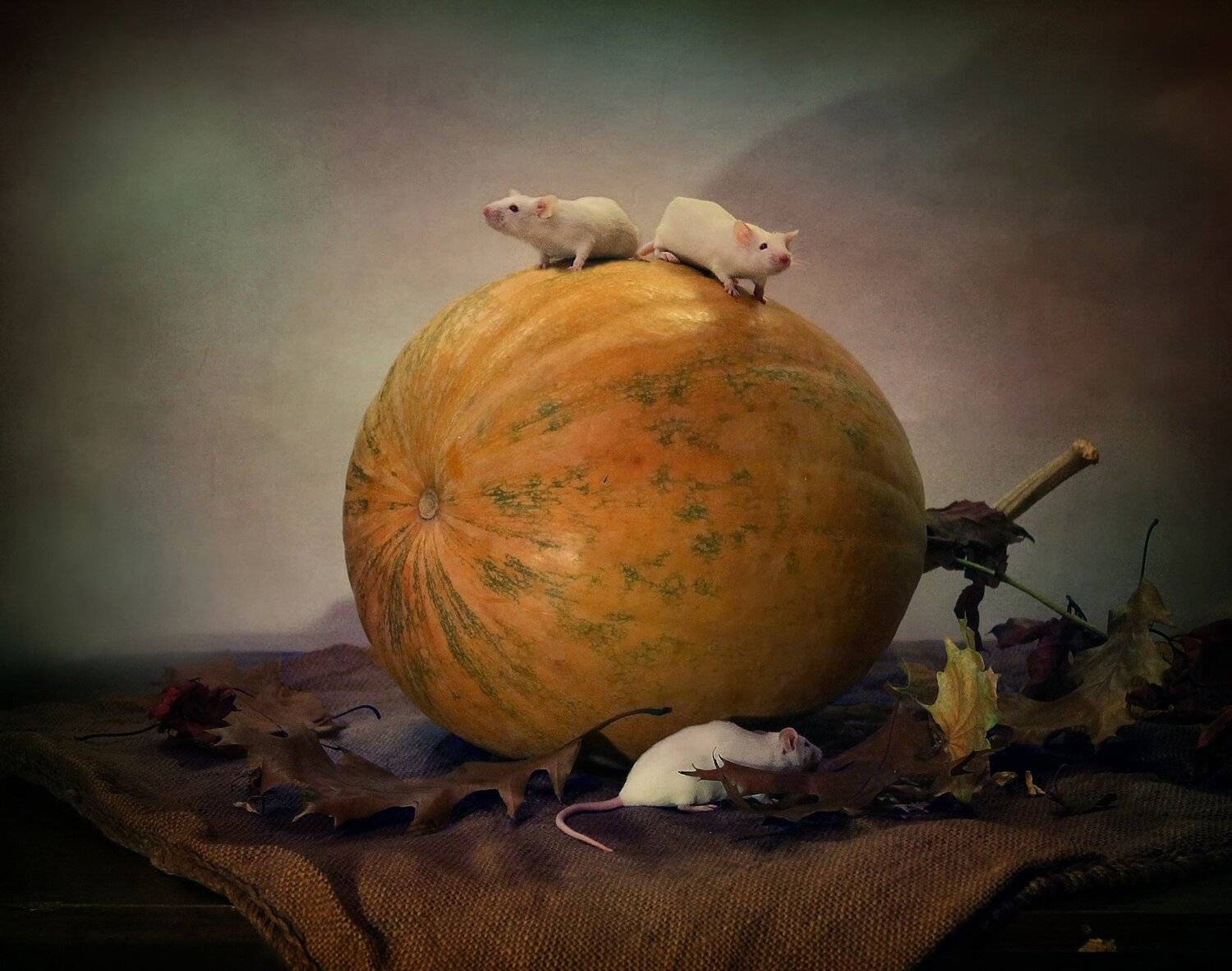 композиция, тыква, осень, мыши, животные, грызуны, Ковалева Светлана
