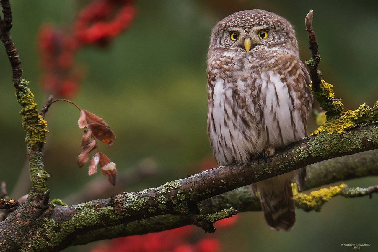 , Валерий Субачев