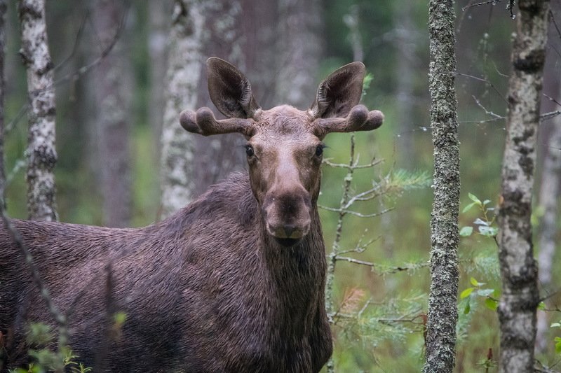 Отрок фото превью