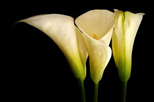 Calla Lilies