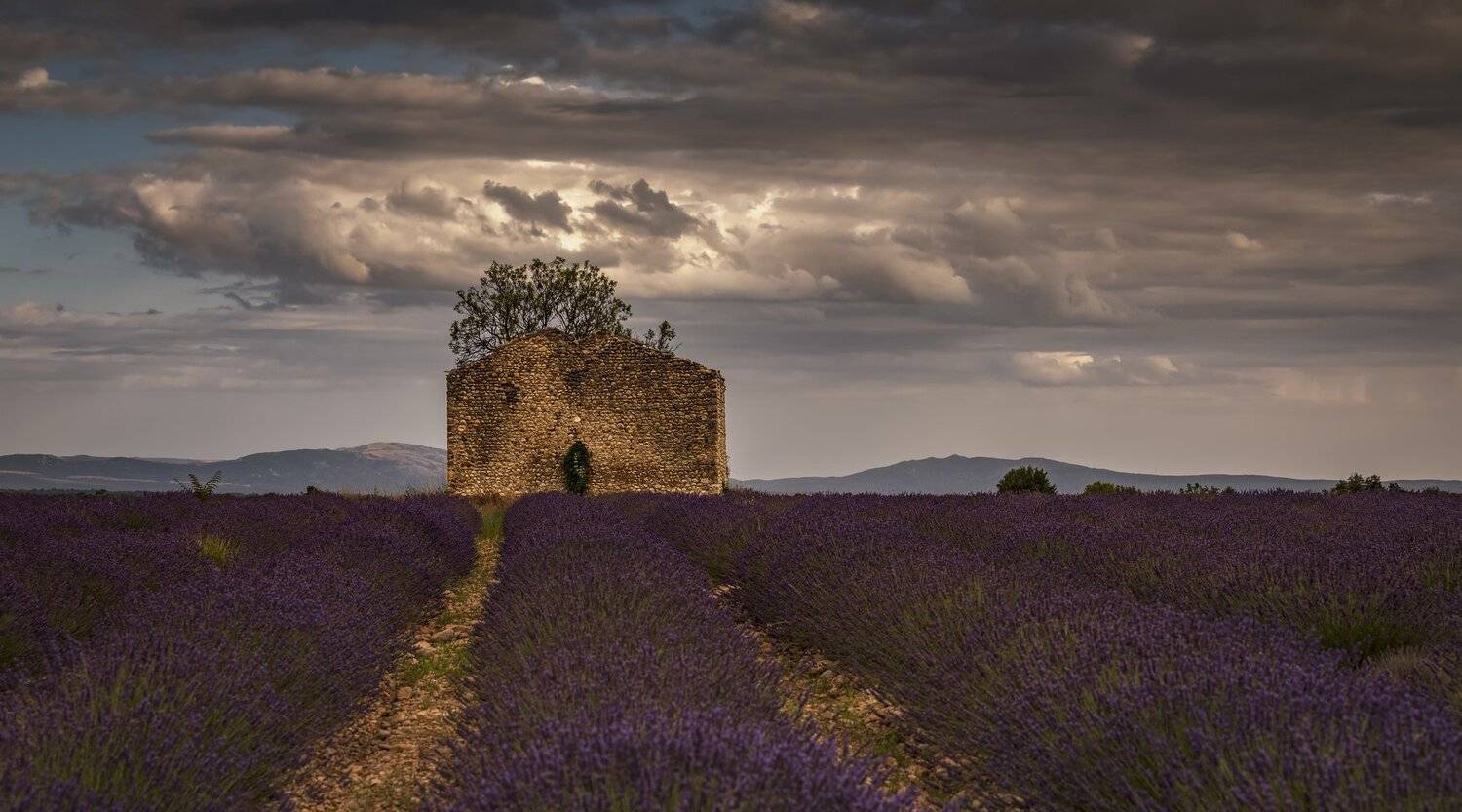 дом, лаванда, поля, Александр Безмолитвенный