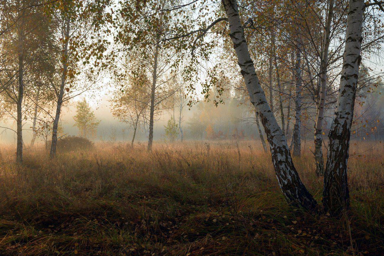 луг, осень, октябрь, утро, рассвет, туман, берёзы, Галанзовская Оксана