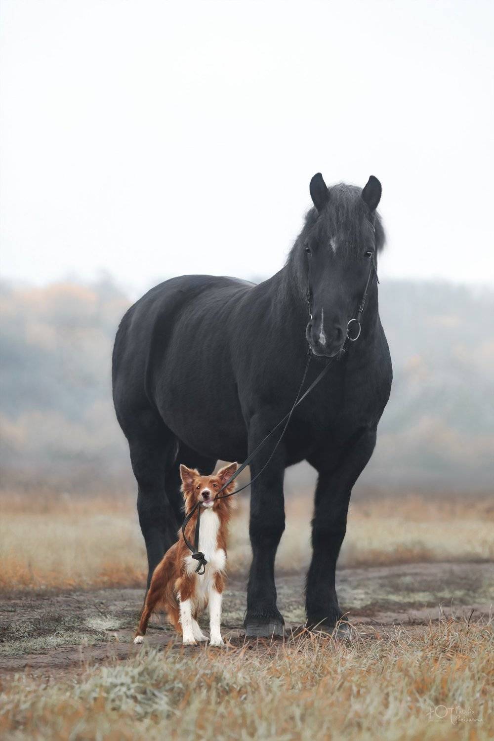 , Наталия Поникарова