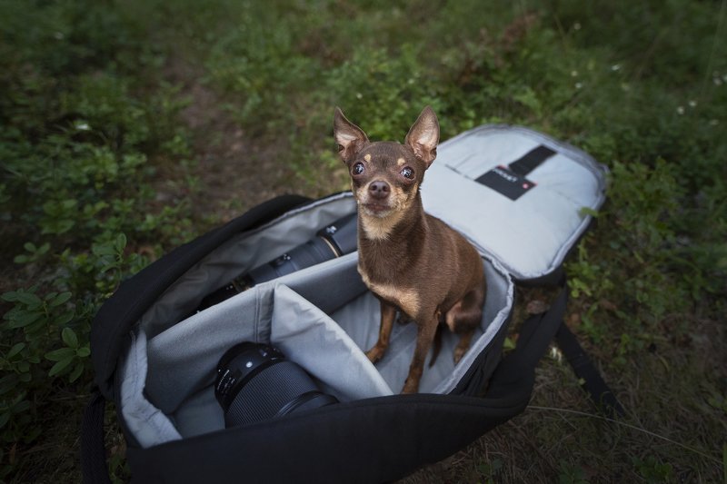chihuahua, dog Jennifer фото превью