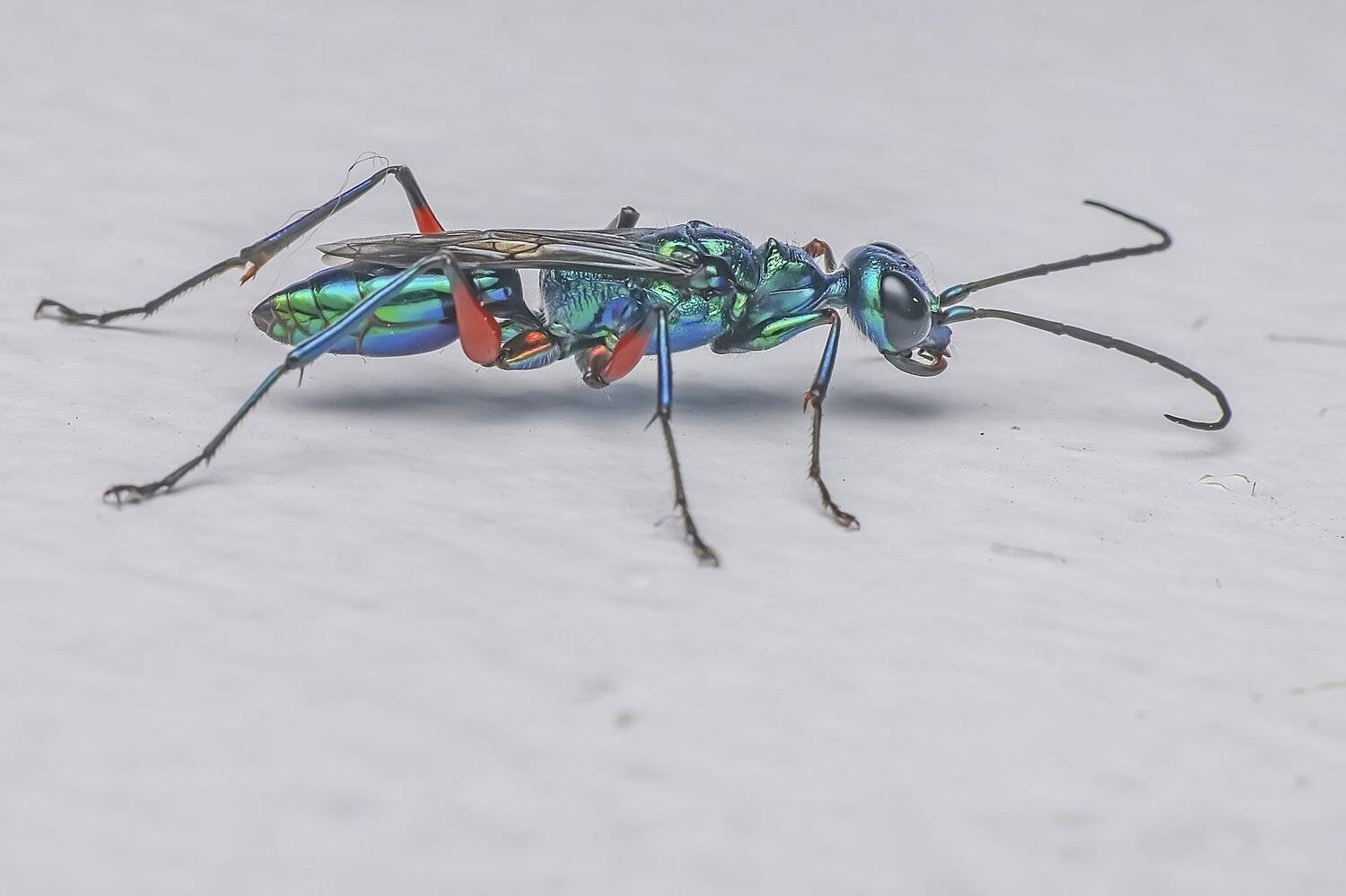 fly, insect, bee, close up, macro, beautiful, nature, natural, NeCoTi ChonTin