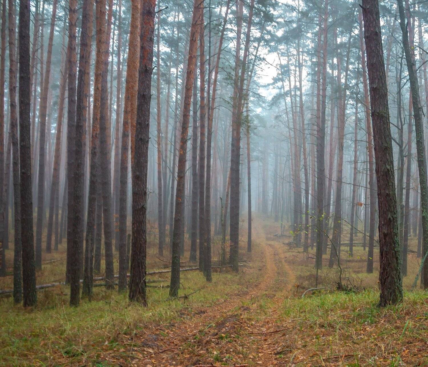 лес, сосны, заповедник, туман, осень, дорога, Руслан Востриков