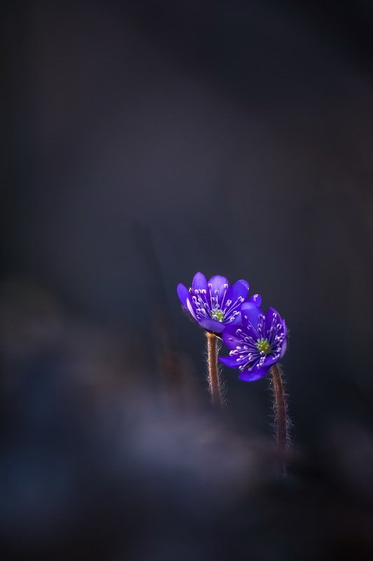 Вдвоем фото превью