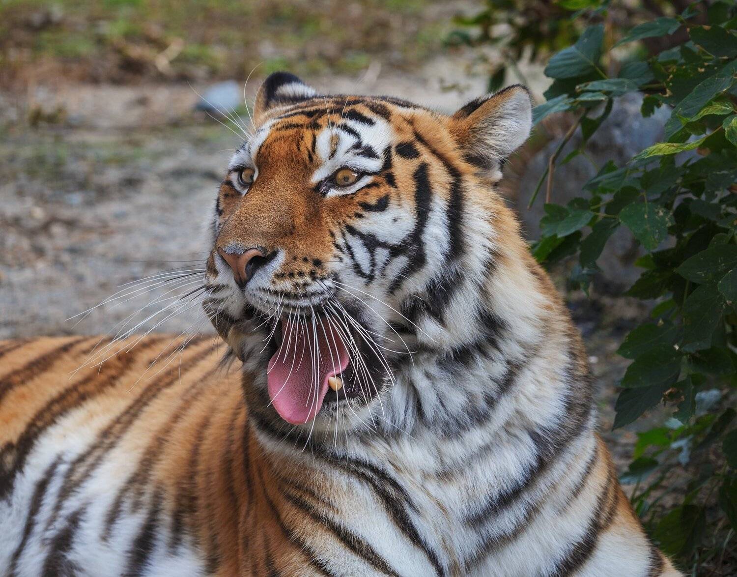 амурский тигр, тигры, кошки, Олег Богданов