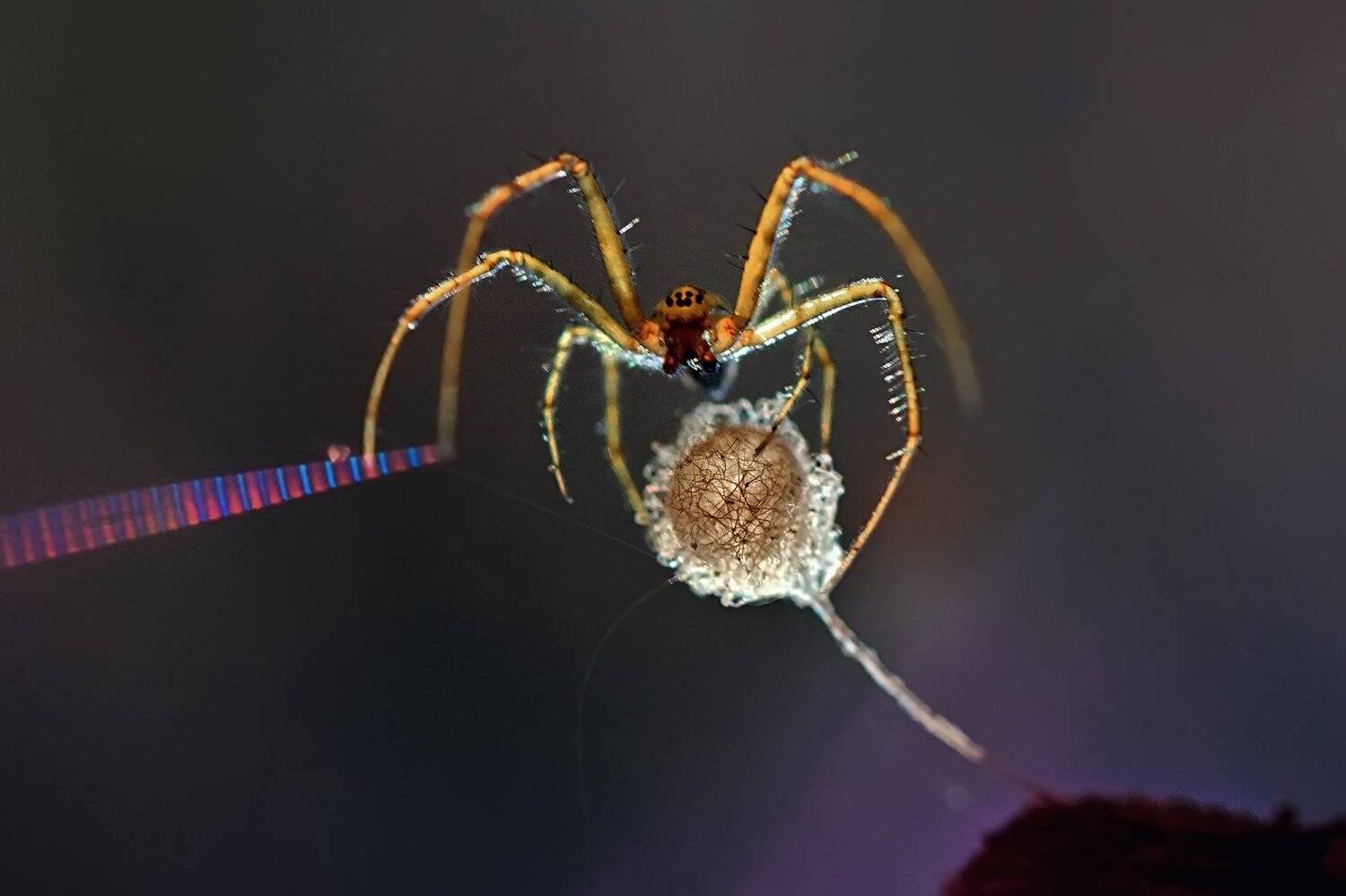 , Галина Горькавая