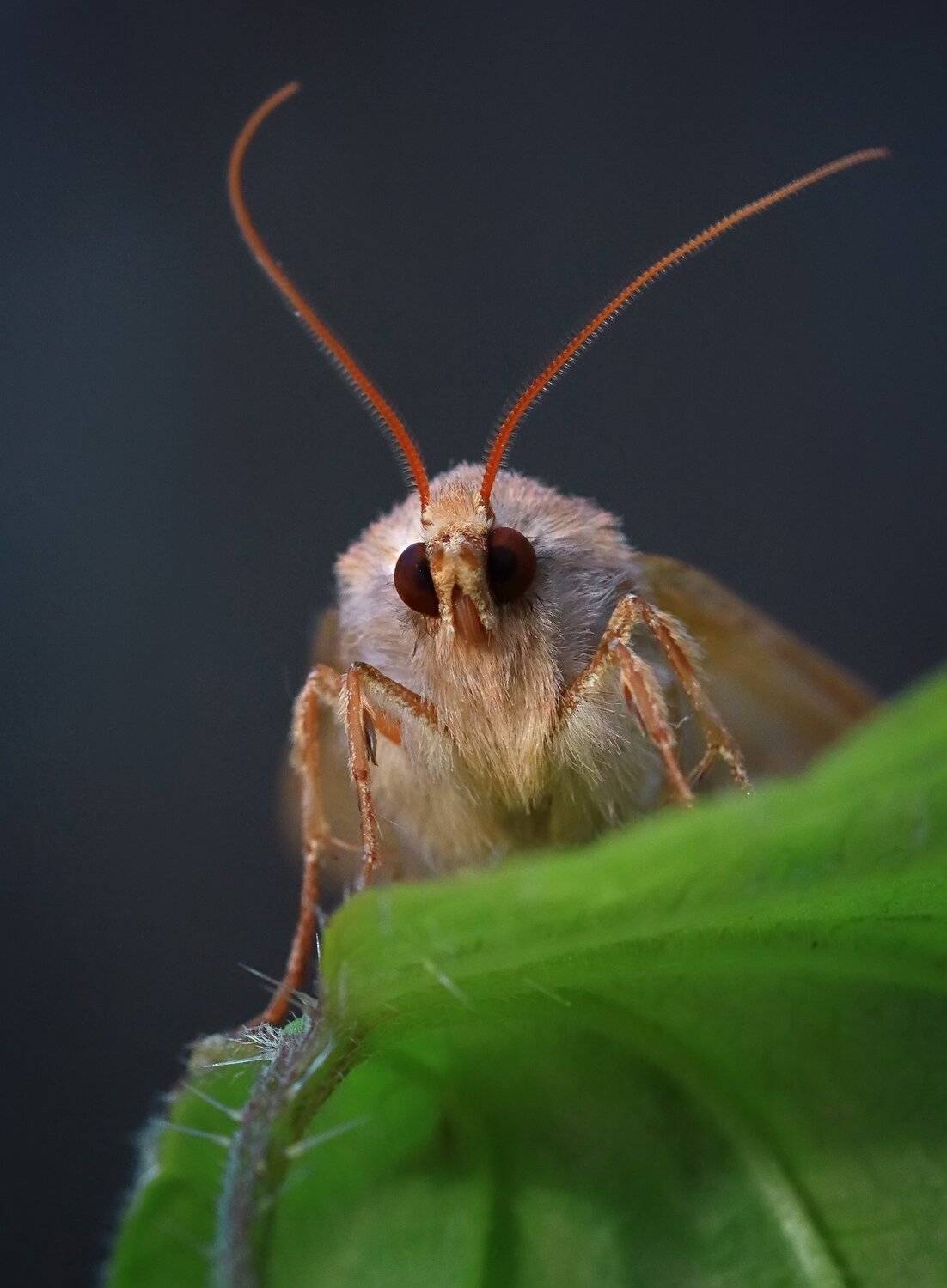 , Галина Горькавая