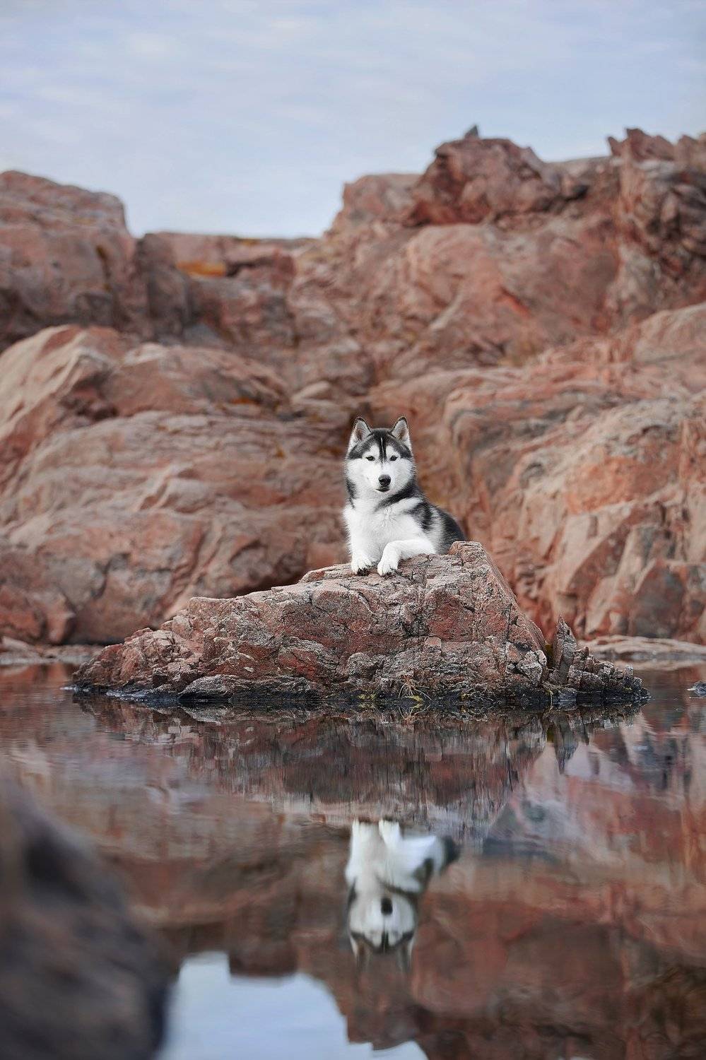 кольский, собаки, хибины, куэльпорр, умба, Лана Полякова