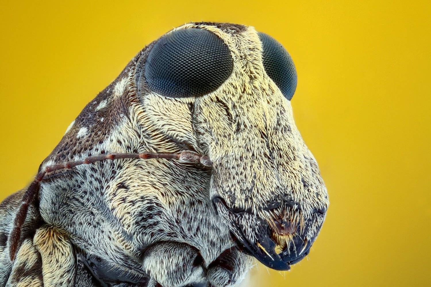 focus stacking, Tran Tuan