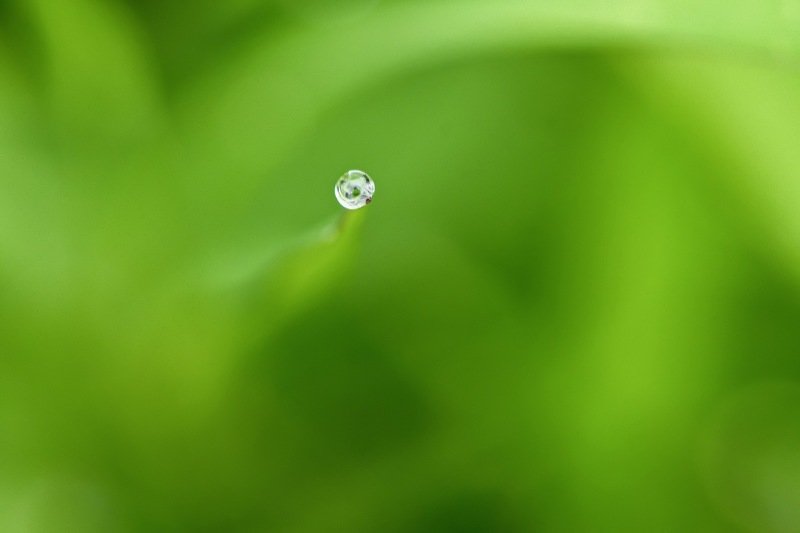 Morning dew drops фото превью