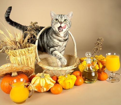 Маркиз и Осень с  витаминами - Autumn
