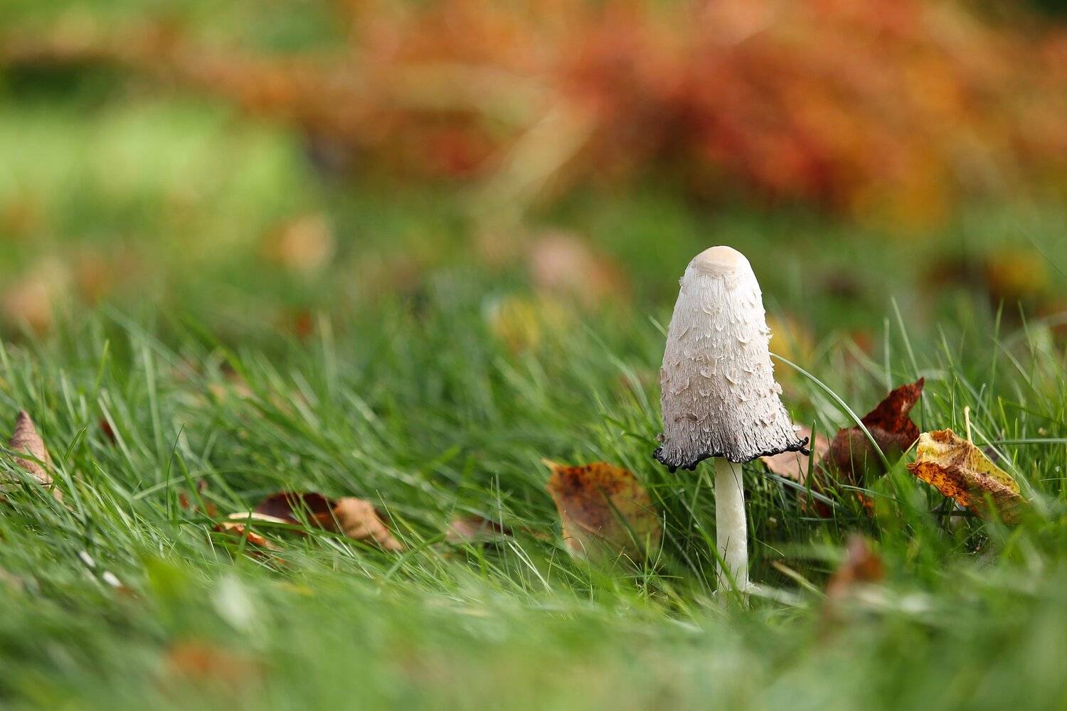 , Эдуард Колобошников