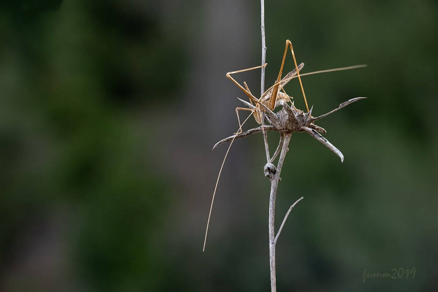 , Игорь ФУММ