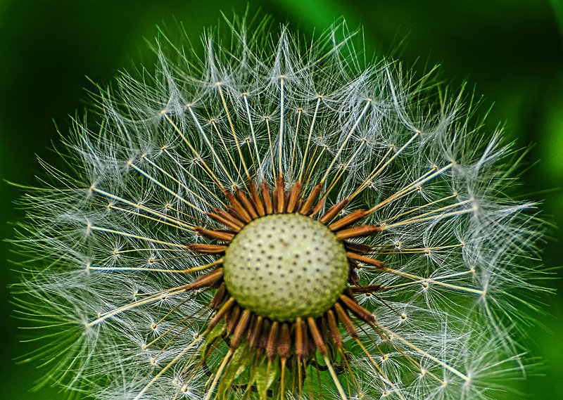 макро,природа,одуванчик,растения одуванчик фото превью