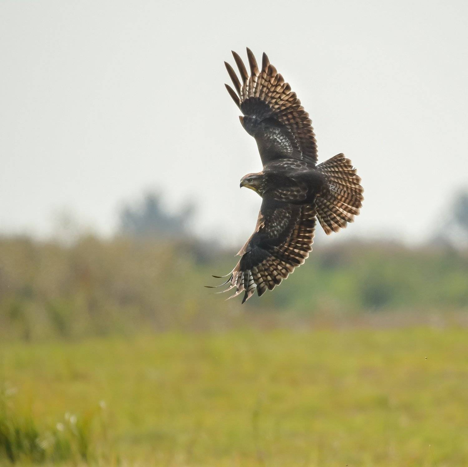 обыкновенный канюк, охота на мышей, хищная птица, осень, поле, сенокос,Buteo buteo, сарыч, Ксения Соварцева