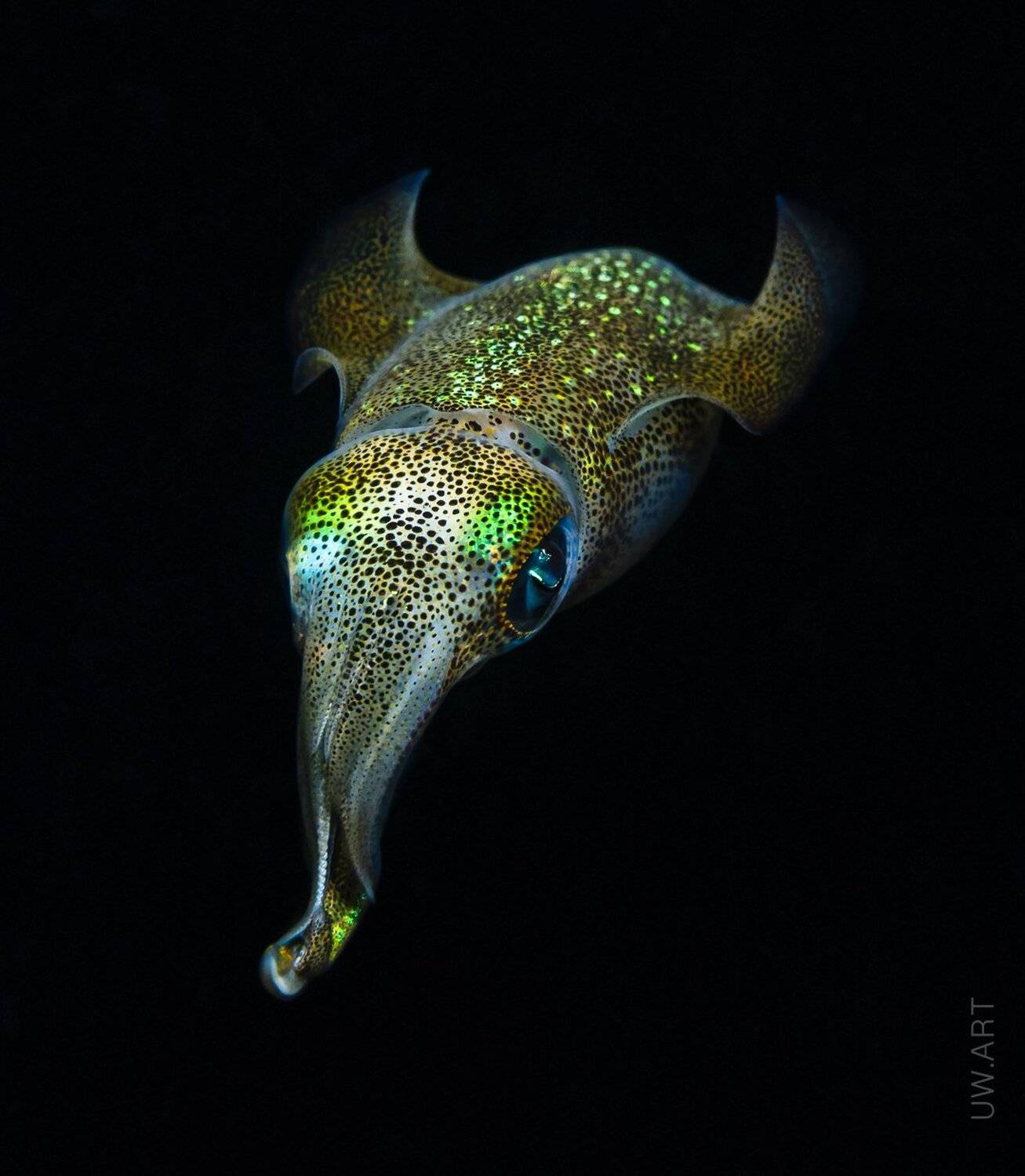 squid, Андрей Савин