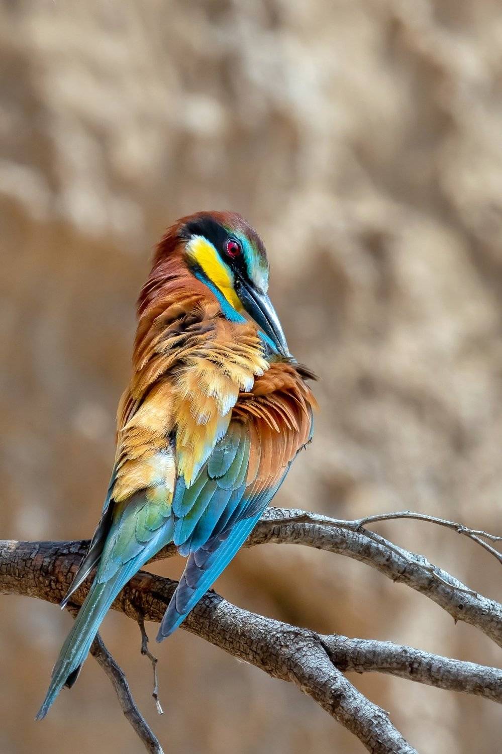 ПётрРогов,фотограф,дикаяприрода,динамика,птицы,орнитология,фотоохота,золотистаящурка,пчелоедка,canon5dmarkiii,canon600mmf4,birds,ornitology,dinamiс,wildnaturephotography,wildnature,Israel,Израиль,wildnaturephotography,wildnature, Пётр Рогов