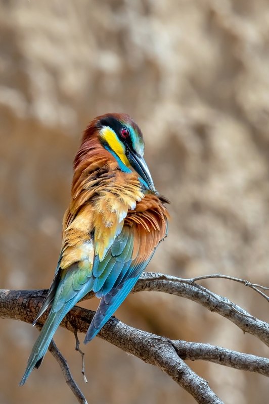 ПётрРогов,фотограф,дикаяприрода,динамика,птицы,орнитология,фотоохота,золотистаящурка,пчелоедка,canon5dmarkiii,canon600mmf4,birds,ornitology,dinamiс,wildnaturephotography,wildnature,Israel,Израиль,wildnaturephotography,wildnature Золотистая щурка  фото превью